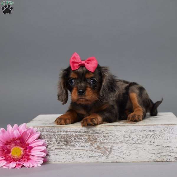 Rosie, Cavalier King Charles Spaniel Puppy